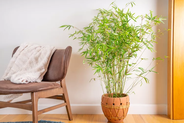 Golden Bamboo
