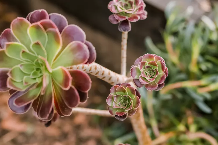 Aeoniums (Tree Houseleeks)